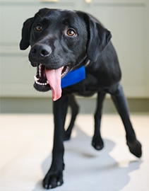 A very good Boy headshot image